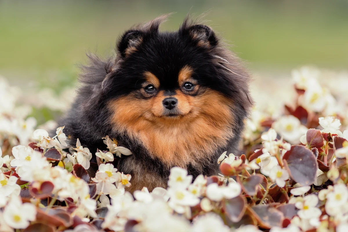 Spitz Tedesco Nano